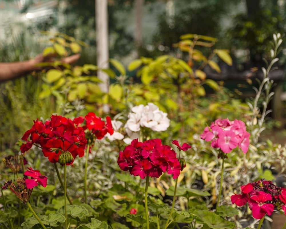 Flower Garden Spaces